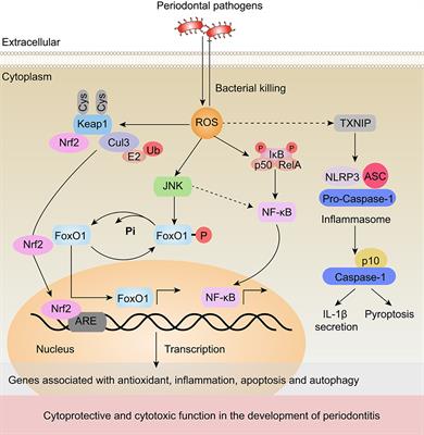 The Role of Reactive Oxygen Species and Autophagy in Periodontitis and Their Potential Linkage